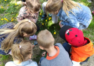 dzieci oglądają kwiaty przez lupę